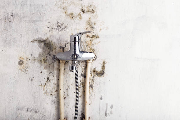 Mold Testing and Removal in Hayesville, OR