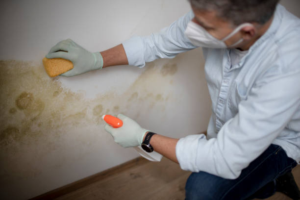 Best Residential Mold Removal  in Hayesville, OR