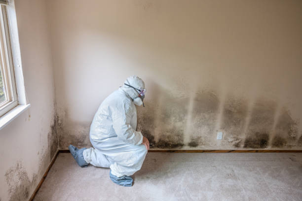 Best Mold Removal and Inspection  in Hayesville, OR