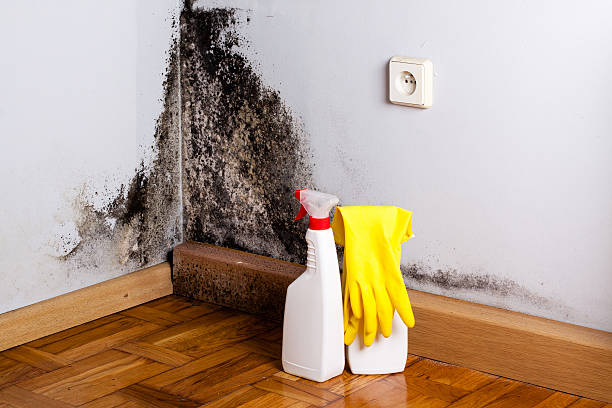 Best Mold Testing and Removal  in Hayesville, OR