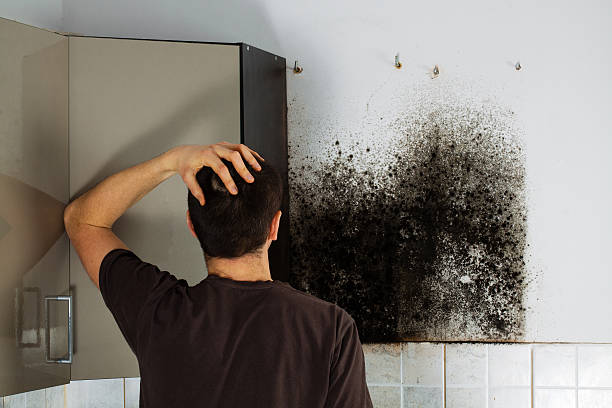 Hayesville, OR Mold Removal Company
