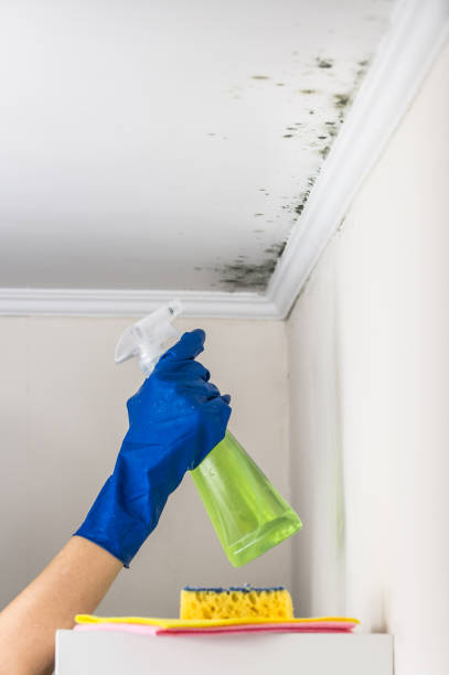 Best Commercial Mold Removal  in Hayesville, OR