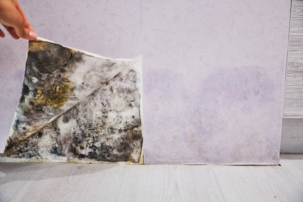 Best Mold Testing  in Hayesville, OR